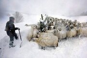 ببینید | گرفتاری عشایر در برف و کولاک اهر!