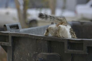 ببینید | واکنش جالب و خنده‌دار یک زن از پرش گربه از سطل زباله!