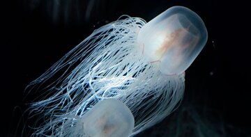 immortal-jellyfish-68d57ba.jpg