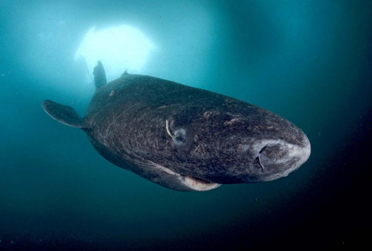 موجودی شگفت‌انگیز که 2 بار دور کهکشان چرخیده/ پیرتر از درختان و دایناسورها است