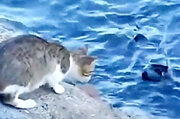 ببینید | شکار جالب ماهی توسط یک گربه از رودخانه