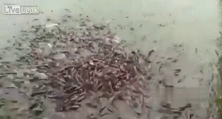 ببینید | ماهی‌های گوشتخوار خطرناک‌تر از تمساح‌ها!