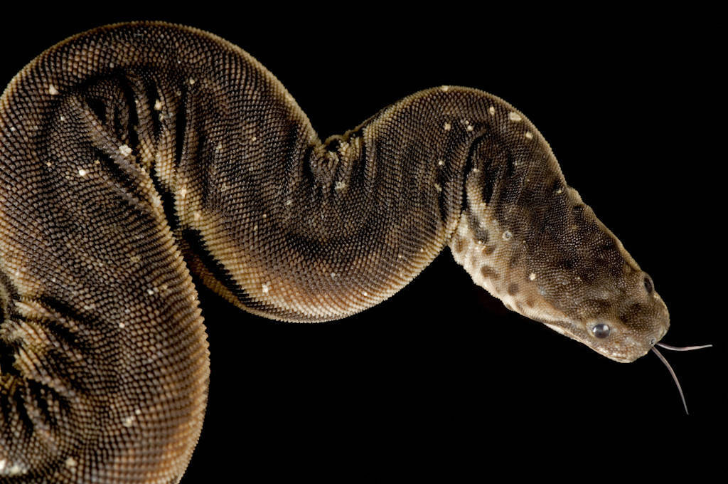 عکس | دیدن این مارها حالتان را بد میکند!