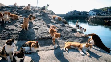 جزیره‌ای مخصوص گربه‌ها در ژاپن/ عکس