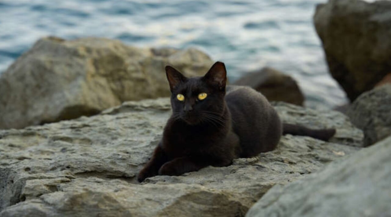 جزیرهای مخصوص گربهها در ژاپن/ عکس