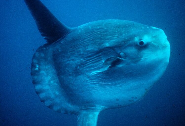 ماهی غولپیکر ۲ تُنی ادای کوسه در میآورد / عکس