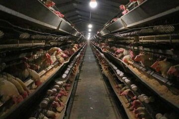 رشد ۲۰درصدی تولید تخم مرغ در قزوین 