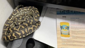 چرت زدن یک مار در کشوی میز مدیر/ عکس چرت زدن یک مار در کشوی میز مدیر/ عکس