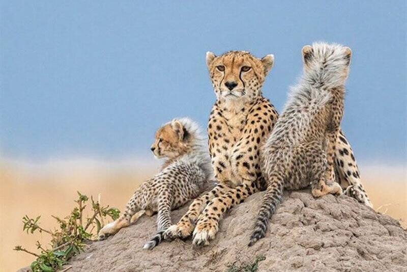 ببینید | زندگی با ببر و پلنگ در یک خانه