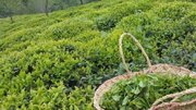 پرداخت بخش دیگری از بهای برگ سبز چای خریداری شده از چایکاران شمال