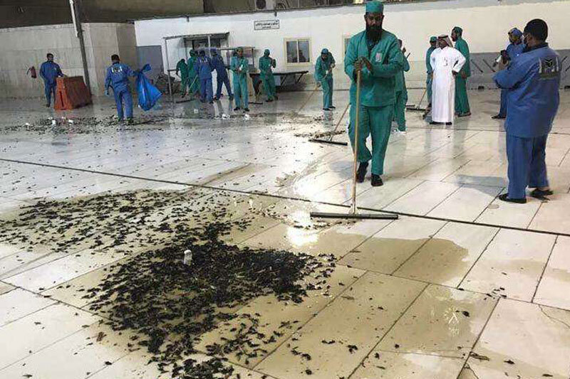 ببینید | تصاویر باورنکردنی از هجوم ملخ‌ها به مدینه منوره!