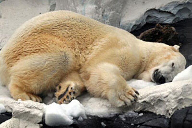 ببینید | لحظه جالب بیدارشدن خرس از خواب زمستانی