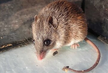 کشف زره عجیب زیر پوست موش خاردار آفریقایی! / عکس