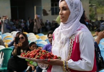 شکرانه برداشت توت فرنگی در سی دشت رودبار