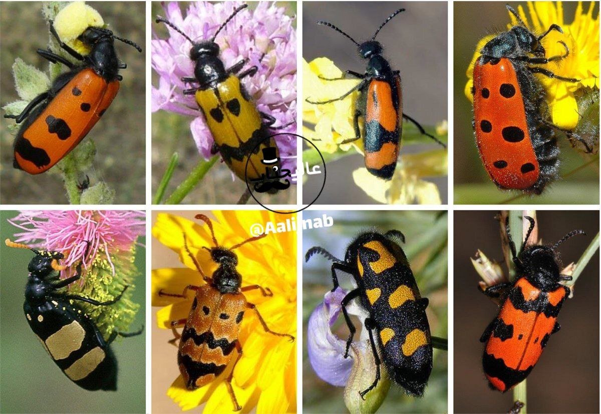 عکس | تصویری از سوسکهای خطرناک و تاولزا!