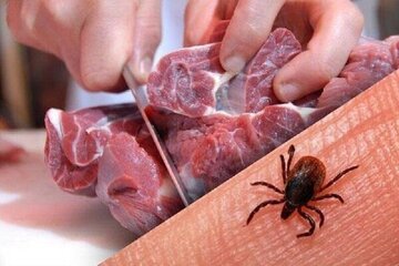فوت یک نفر با علائم بیماری کنگو در این شهر / جگر و گوشت تازه به صورت نیم پز نخورید