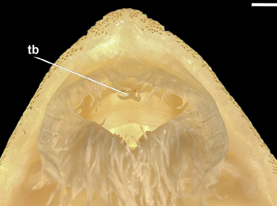 عکس | پرسه زدن موجودی عجیب در آبهای آمازون!