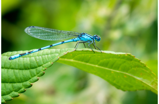عکس | وقتی خرسها به انسان حمله میکنند؛ نباید بین مادر و بچه خرسها قرار بگیرید!