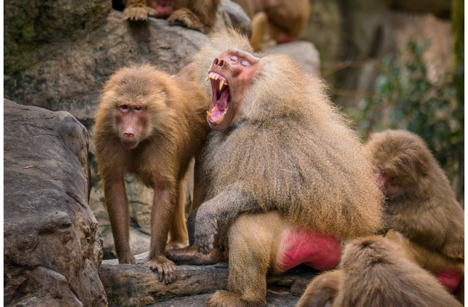 عکس | وقتی خرسها به انسان حمله میکنند؛ نباید بین مادر و بچه خرسها قرار بگیرید!