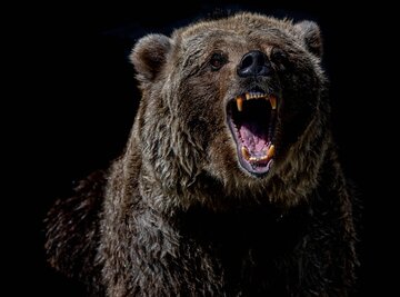 عکس | وقتی خرس‌ها به انسان‌ حمله می‌کنند؛ نباید بین مادر و بچه خرس‌ها قرار بگیرید!