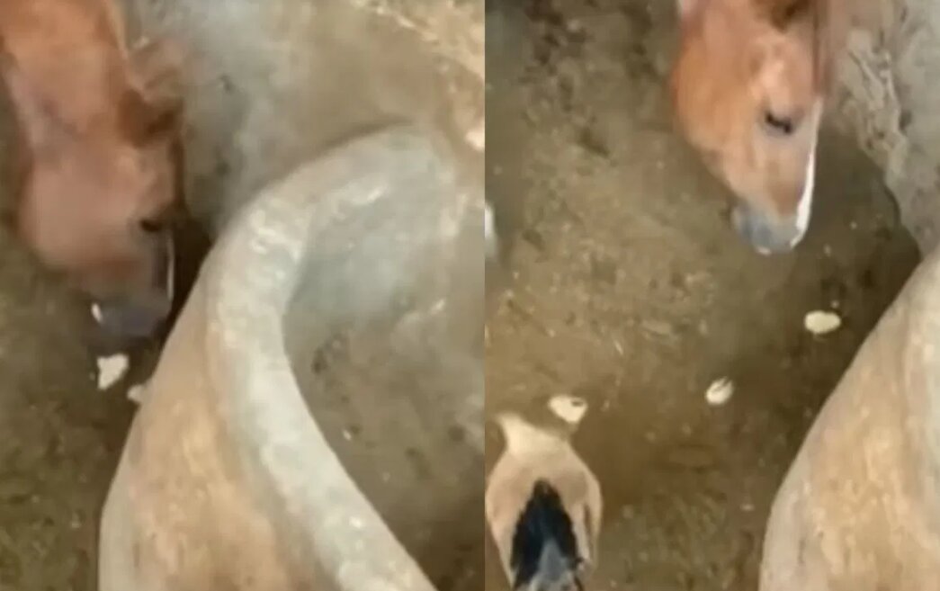 اسب گوشتخوار، تصویری که دنیا را متحیر کرد/ عکس