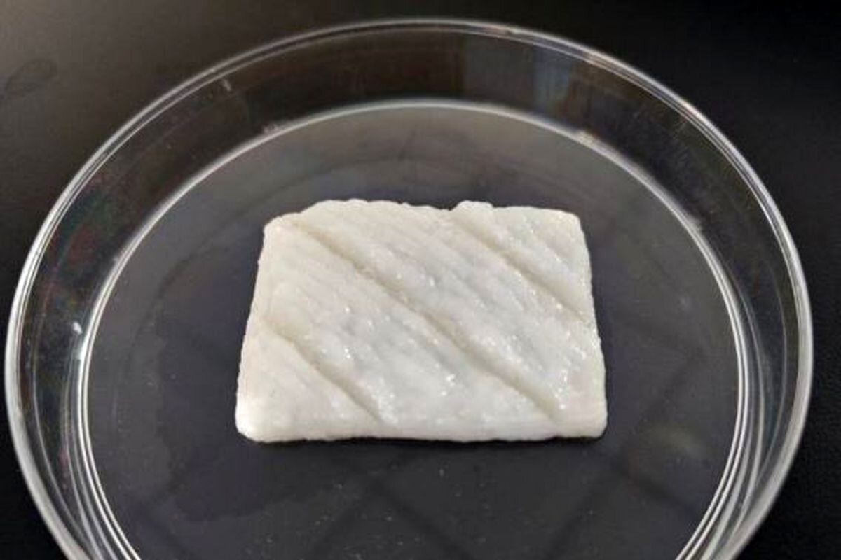 چینیها ماهی آزمایشگاهی ساختند!/ عکس