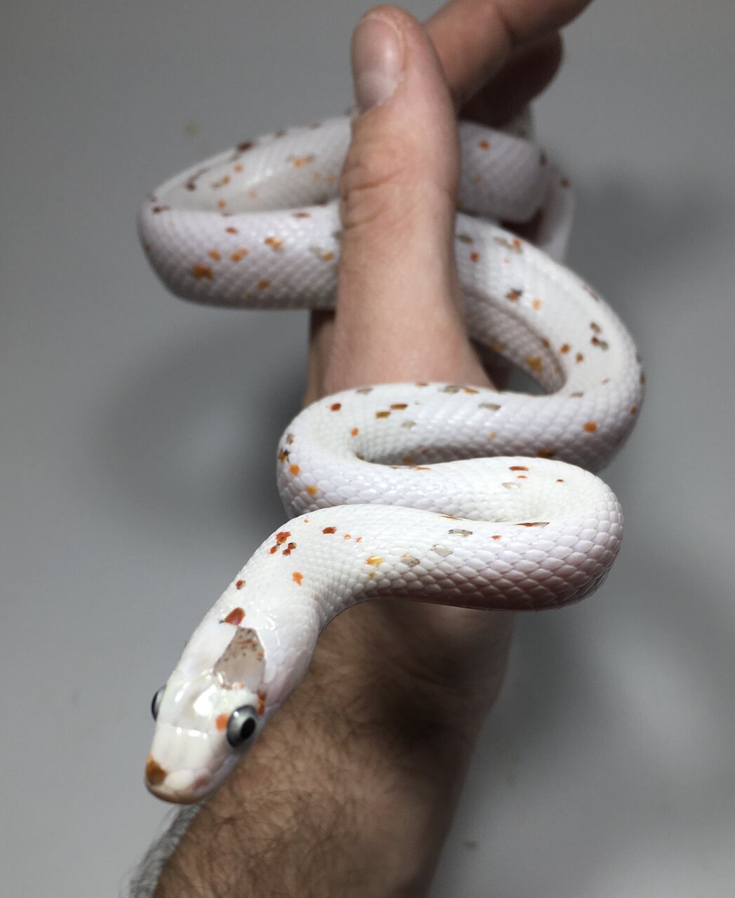 عکس | قیمت این مار رنگپریده نجومی است!