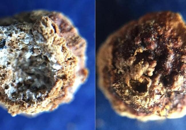 عکس | عطر عصر حجر چه بویی میدادهاست؟