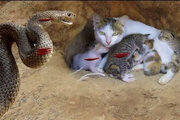 ببینید | دفاع جانانه یگ گربه از بچه‌های خود در برابر حمله‌ مار غول پیکر!