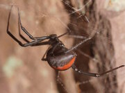 عکس | خطرناک ترین عنکبوت دنیا در ایران !