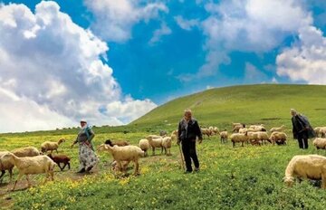 تولید ۲۲ درصد گوشت قرمز گیلان توسط عشایر