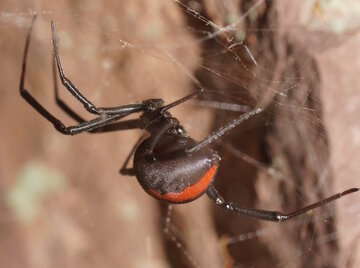 عکس | خطرناک ترین عنکبوت دنیا در ایران !