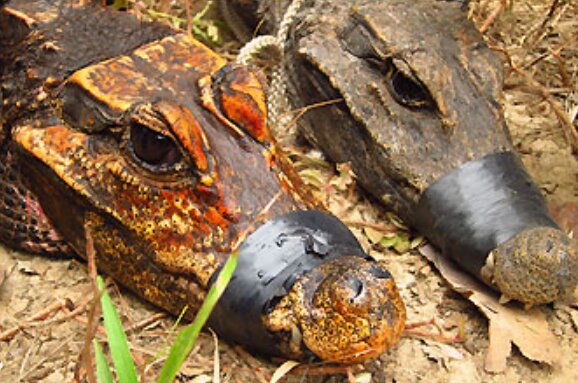 عجیبترین کروکودیل جهان با رنگ باورنکردنی / عکس