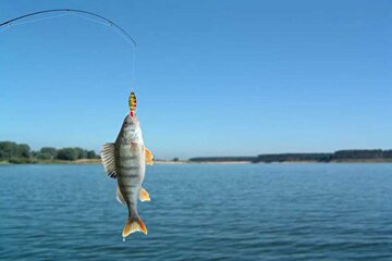 ببینید |‌روش خلاقانه و بدون زحمت برای ماهیگیری 