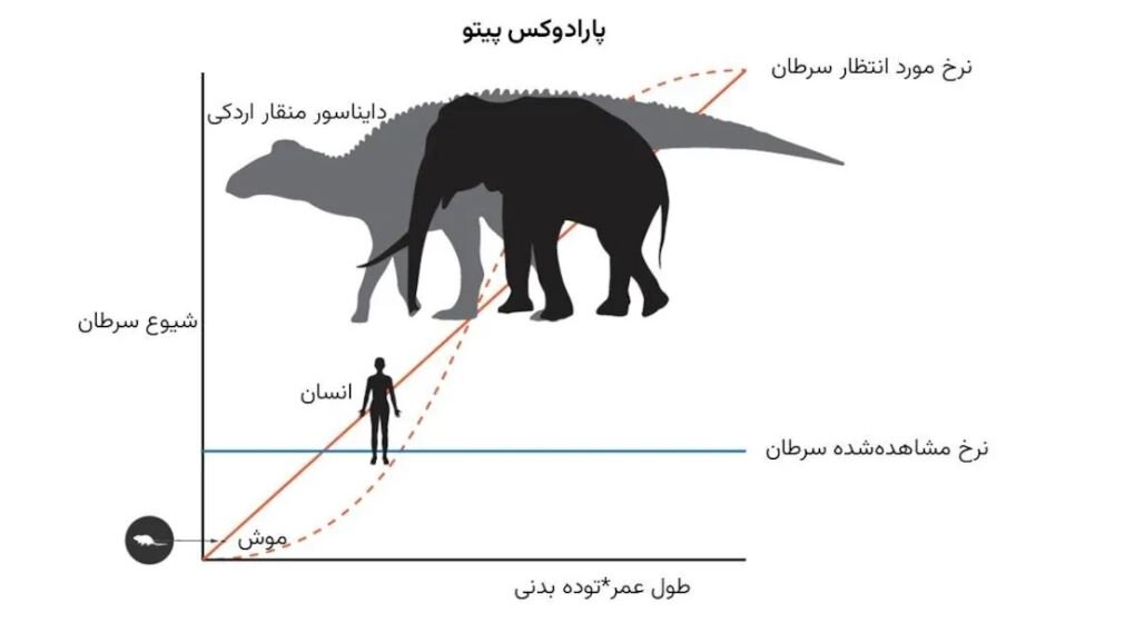 نهنگها چطور از سرطان پیشگیری میکنند؟