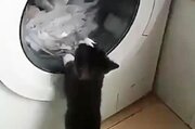 ببینید | تقابل جالب و خنده‌دار یک بچه گربه با ماشین لباسشویی