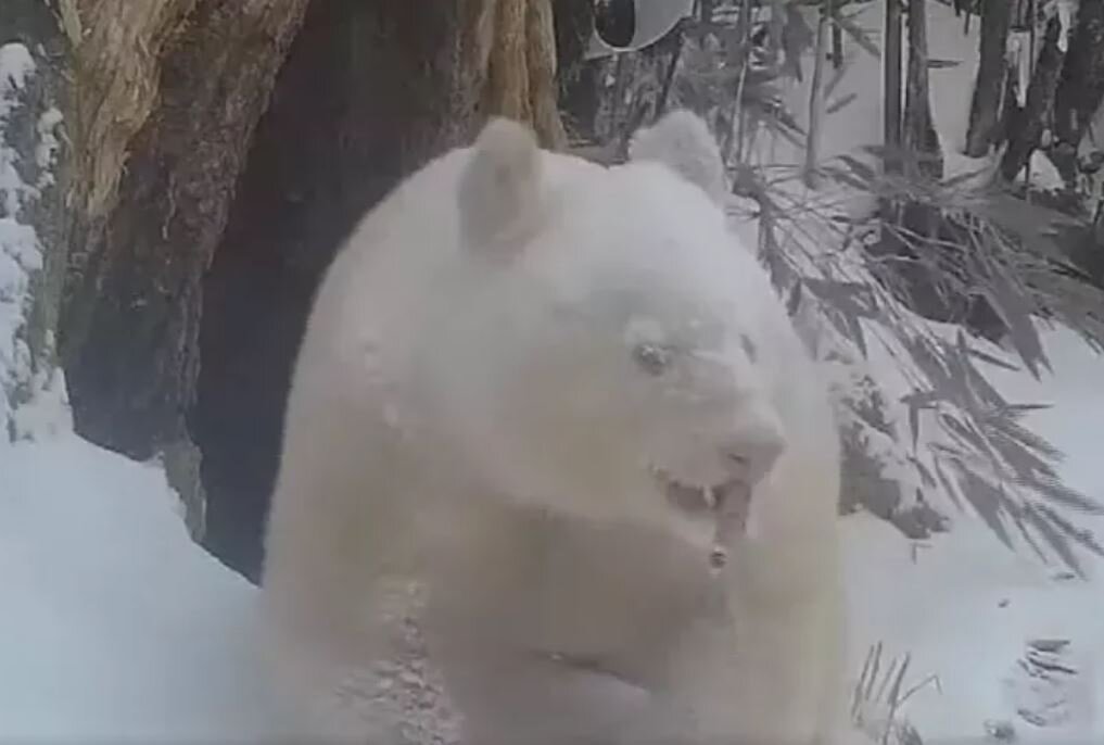 خاصترین پاندای غولپیکر جهان با ظاهری عجیب/ عکس