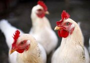 کشف بیش از ۸ هزار قطعه مرغ گوشتی احتکاری در هرسین