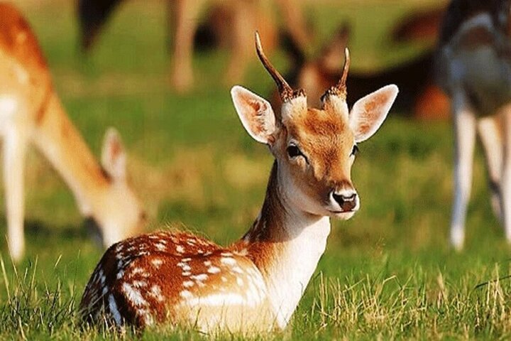 ببینید |  صدای عجیب ناله بچه آهو
