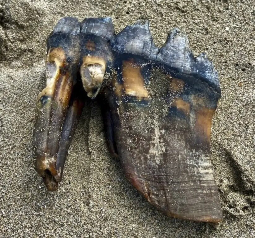 کشف دندانهای بزرگ و عجیب موجودی که هزاران سال پیش میزیسته است/ عکس