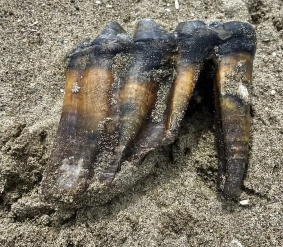 کشف دندان‌های بزرگ و عجیب موجودی که هزاران سال پیش می‌زیسته است/ عکس