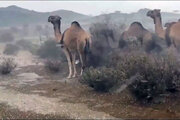 ببینید | ثبت یک لحظه ترسناک؛ سیل عربستان شترها را هم با خود برد!