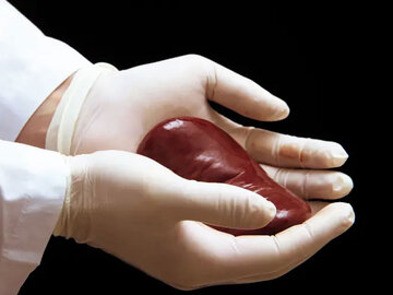 فرهنگ اهدای عضو هنوز ضعیف است/ سالانه سه تا چهار هزار نفر بیمار نیازمند پیوند اعضا، جان میدهند فرهنگ اهدای عضو هنوز ضعیف است/ سالانه سه تا چهار هزار نفر بیمار نیازمند پیوند اعضا، جان میدهند