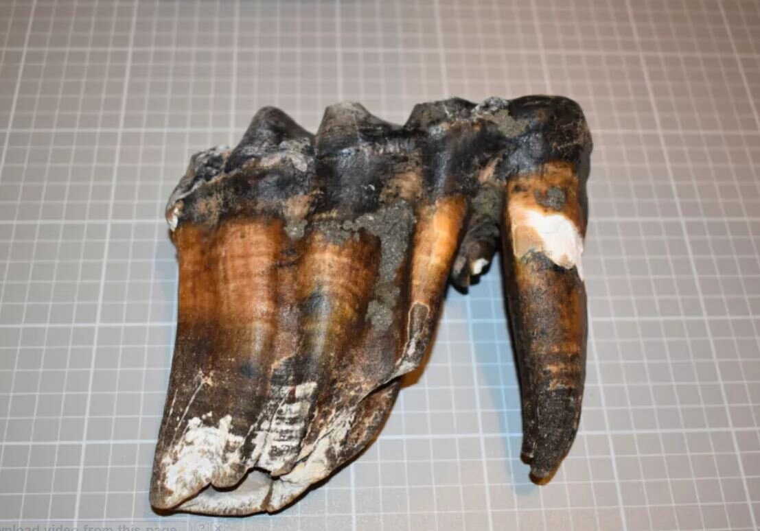 پیدا شدن دندان‌های عجیب باستانی در ساحل / عکس