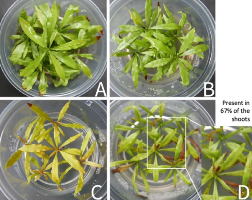 گیاه شگفتانگیز گاهی هوش گوشت خوردن میکند!/ منحصر به فردترین گوشتخوار سبز/ عکس
