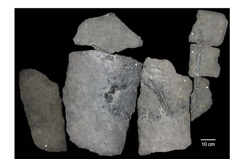 اشعه ایکس‌ راز فسیل 240 میلیون ساله را افشا کرد/ عکس