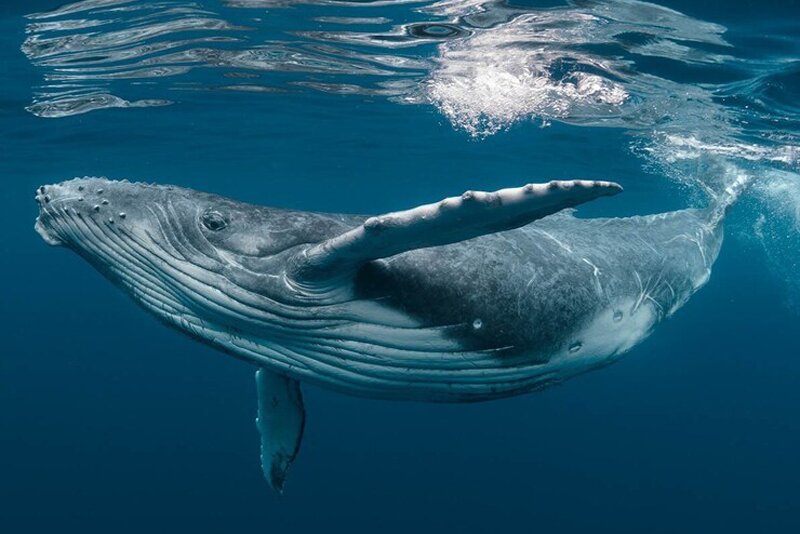 ببینید | لحظه هولناک بلعیده شدن دو انسان توسط نهنگ!