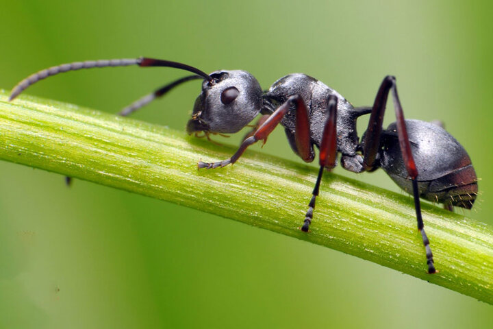 ببینید | نتیجه شگفت‌انگیز ریختن سرب مذاب در لانه مورچه