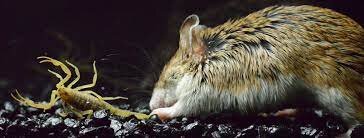  موش شگفت‌انگیز، عقرب می‌خورد و زوزه می‌کشد!/ عکس