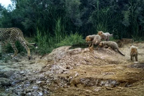 مشاهده «خورشید» و ۴ تولهاش در توران/ ثبت سومین زادآوری یک یوزپلنگ ایرانی
